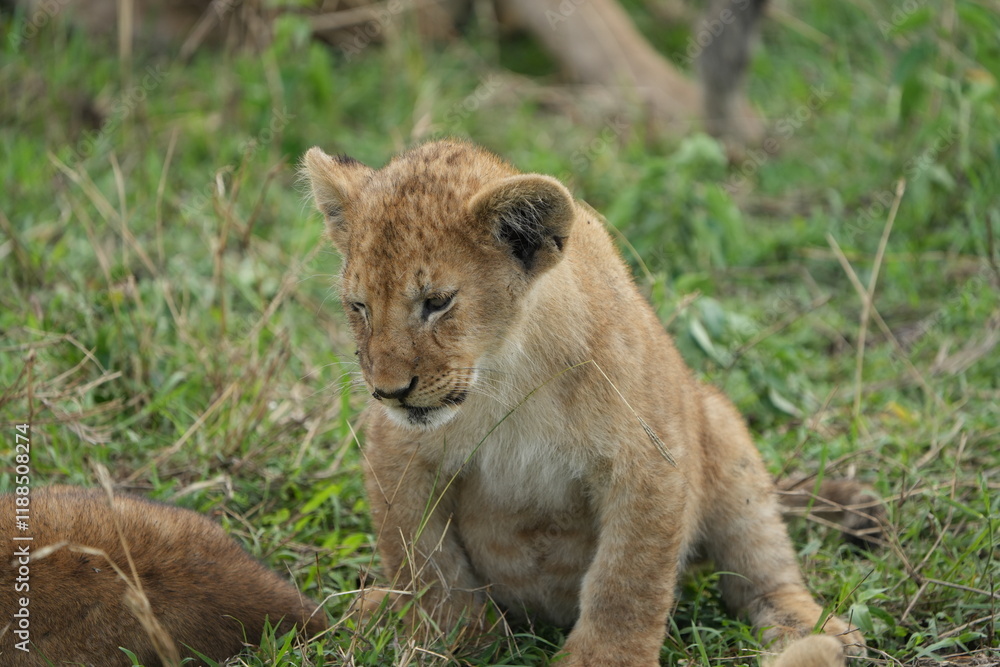 portrait of a lion cub isolated young in the serengeti national park tanzania portrait of a lion cub isolated young in the serengeti national park tanzania