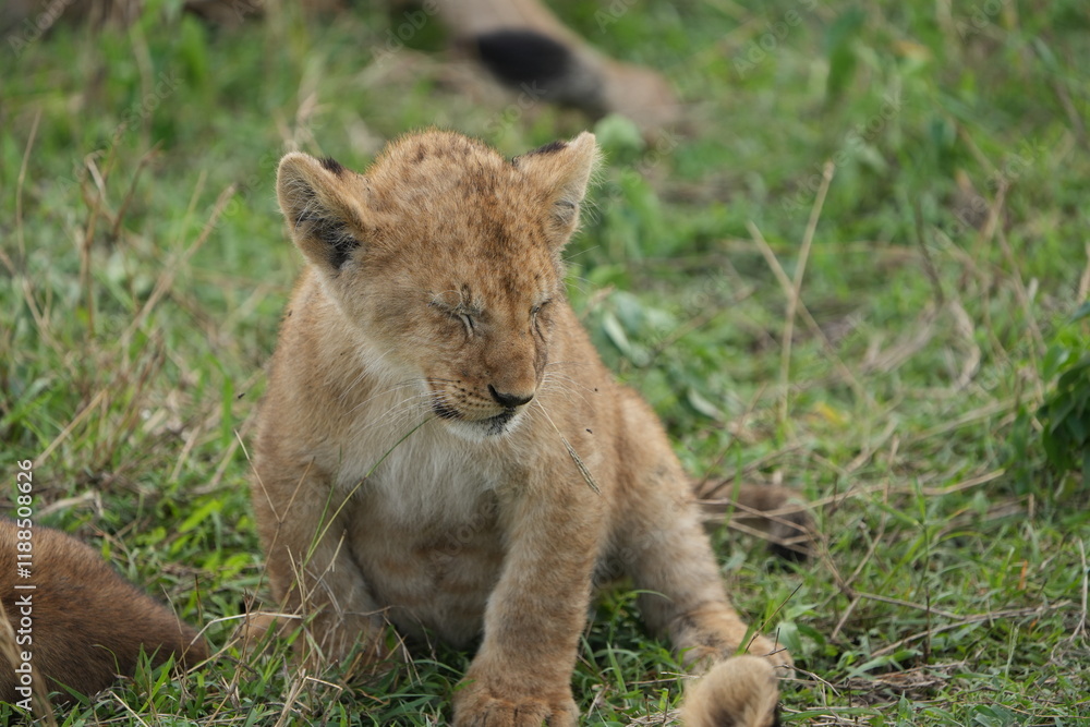 Fototapeta premium portrait of a lion cub isolated young in the serengeti national park tanzania