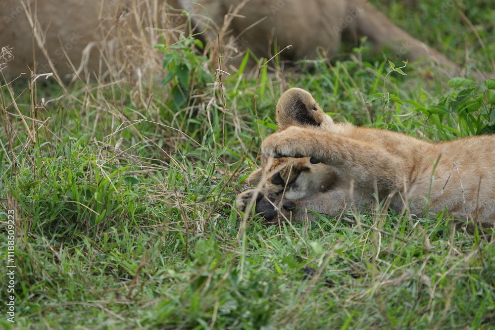 portrait of a small sleepy lion cub laying in the grass in the serengeti national park in tanzania, safari - lion cub covering his own eyes with his paws portrait of a small sleepy lion cub laying in the grass in the serengeti national park in tanzania, safari - lion cub covering his own eyes with his paws