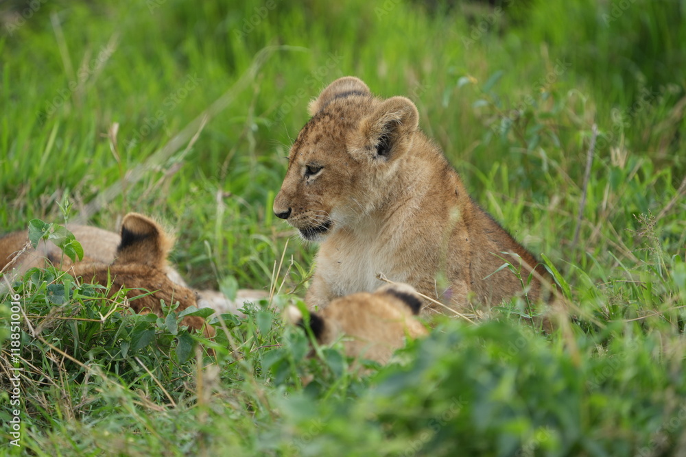 portrait and wallpaper of a baby lion laying in the grass of the serengeti national park in tanzania portrait and wallpaper of a baby lion laying in the grass of the serengeti national park in tanzania