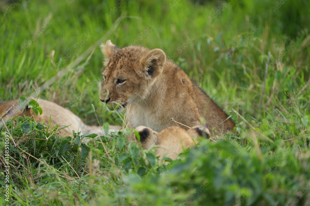 portrait and wallpaper of a baby lion laying in the grass of the serengeti national park in tanzania portrait and wallpaper of a baby lion laying in the grass of the serengeti national park in tanzania