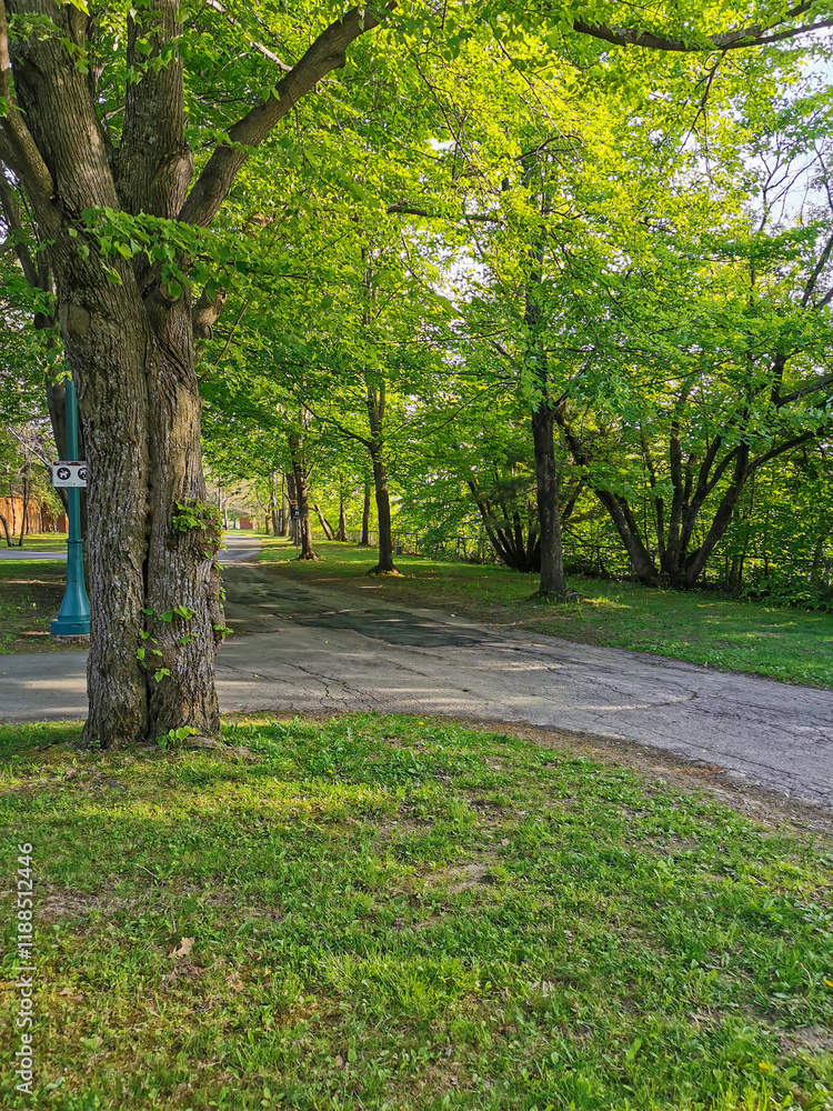 Serene park pathway surrounded by lush green trees in the golden hour, capturing the tranquility of nature and peaceful outdoor landscapes Serene park pathway surrounded by lush green trees in the golden hour, capturing the tranquility of nature and peaceful outdoor landscapes