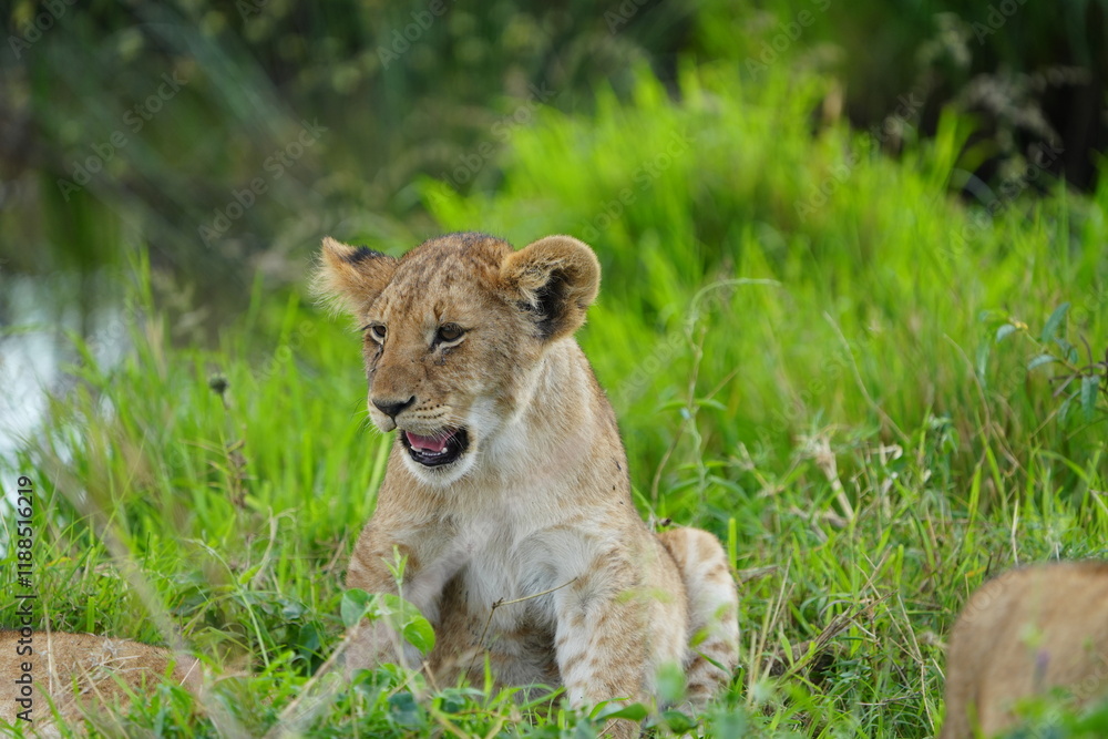lion cub in the grass of the serengeti national park tanzania yawning cute wallpaper lion cub in the grass of the serengeti national park tanzania yawning cute wallpaper