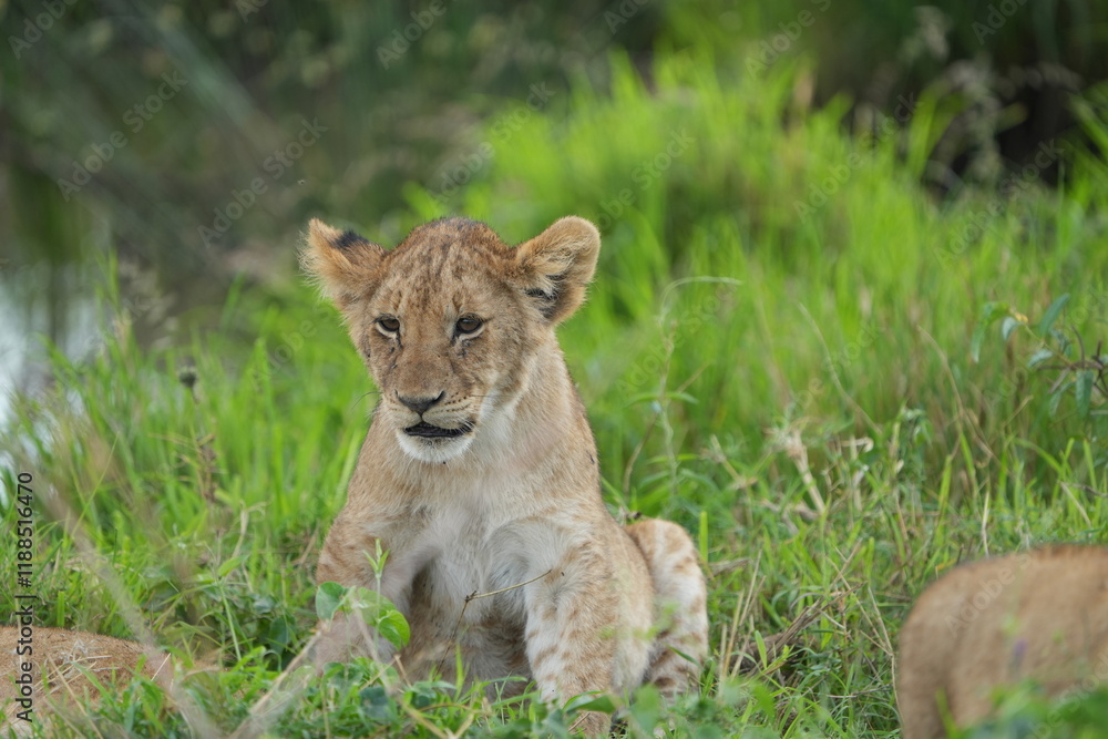lion cub in the grass of the serengeti national park tanzania yawning cute wallpaper lion cub in the grass of the serengeti national park tanzania yawning cute wallpaper
