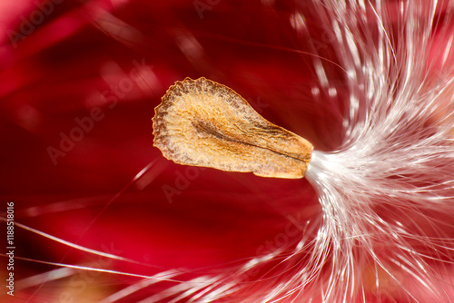 Milkweed seeds isolated on red background. Asclepias syriaca. photo