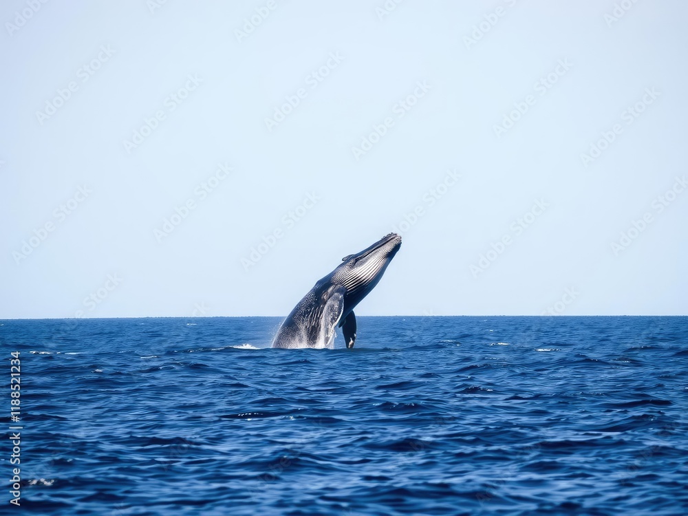 Fototapeta premium A humpback whale breaches in the distance, its body visible above the water's surface for a brief moment before it disappears back into the depths, marine life, breaching