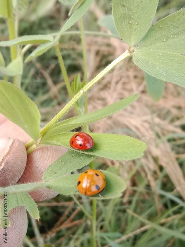 Coccinella septempunctata on green leaf or seven-spot ladybird sitting on green leaf  photo