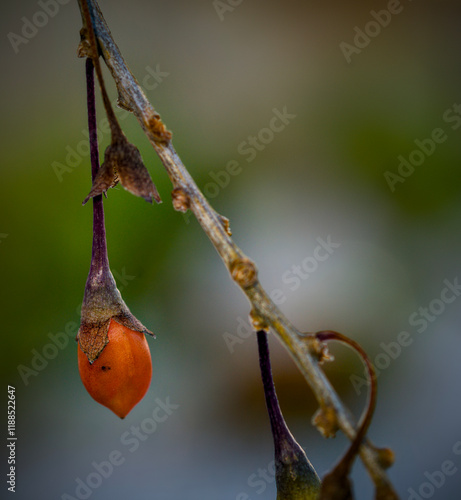 autumn leaves on a tree