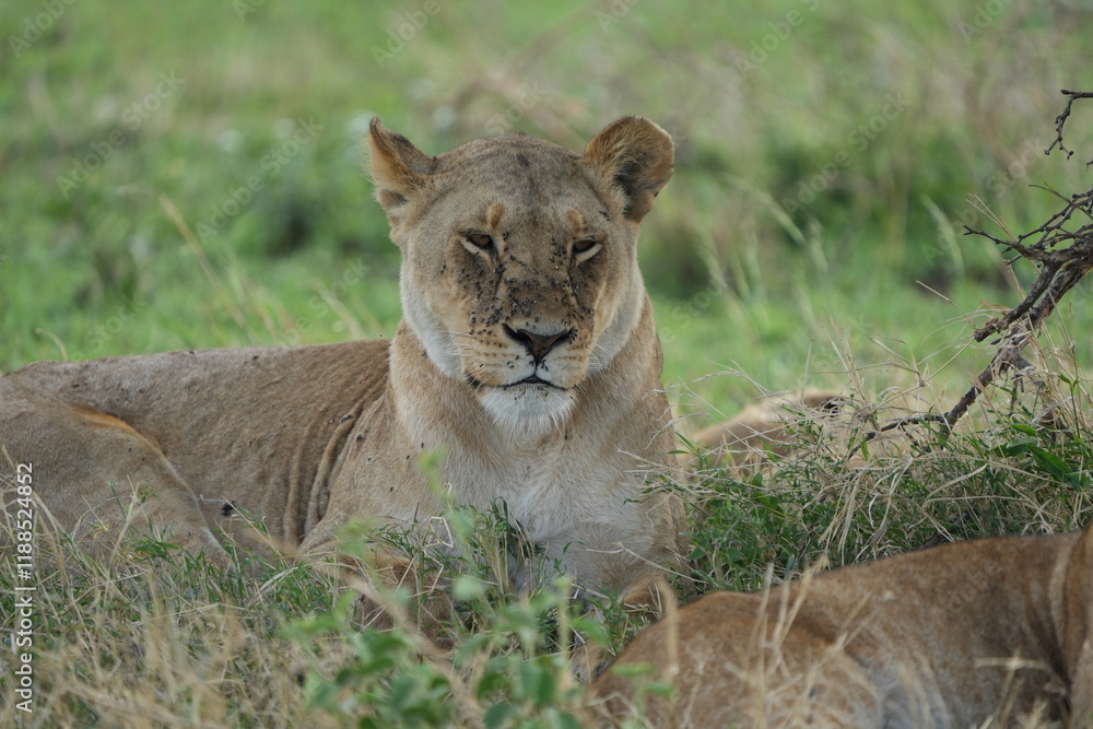 Obraz premium lioness in the grass