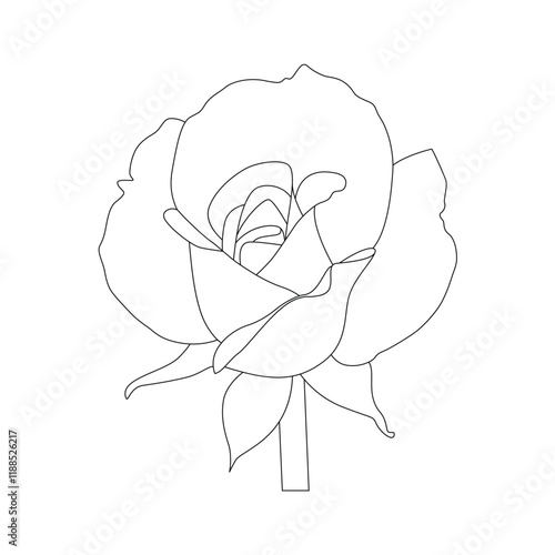 Rose Flower Line Art Vector Illustrationm photo