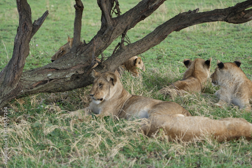 Naklejka premium Pride of Lions Resting in the Shade Under a Tree on the African Savanna