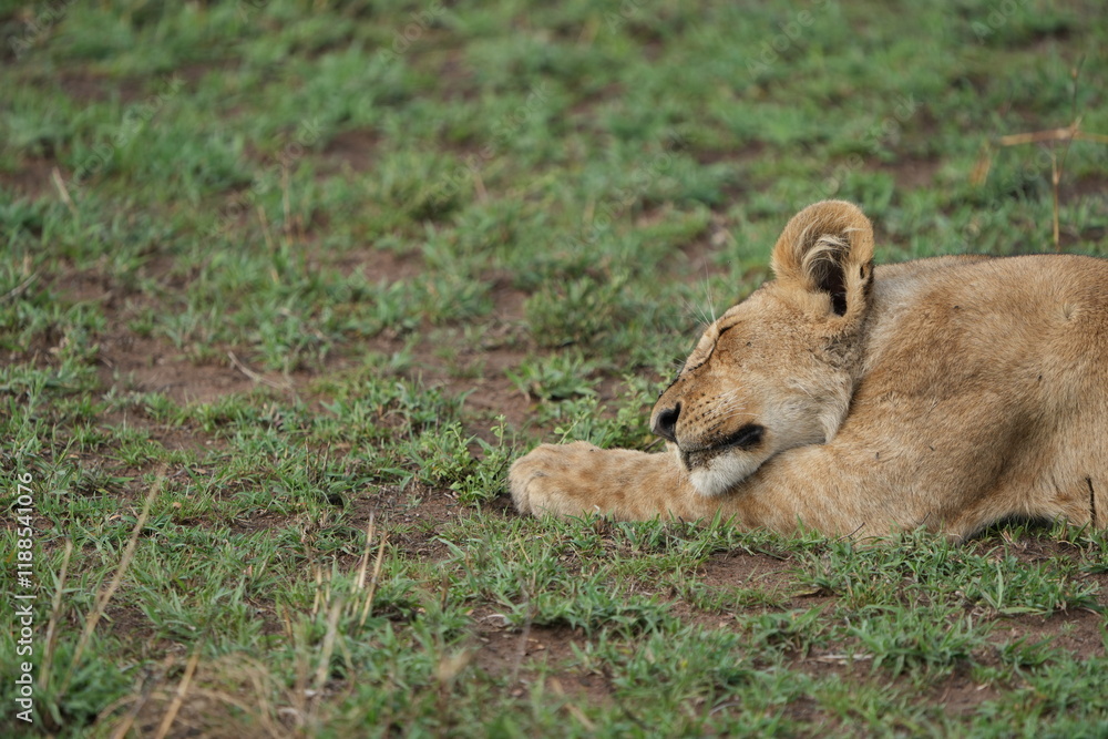 Obraz premium sleeping lion cub in the serengeti national park tanzania