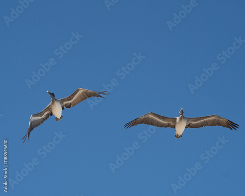 Pelican. Arecibo, Puerto Rico