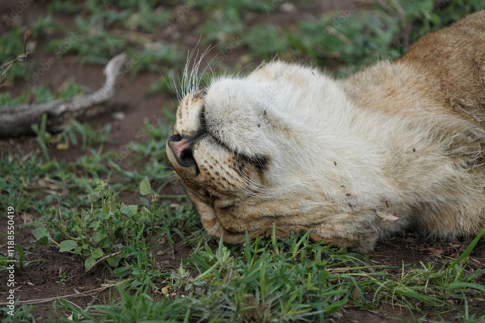 Fototapeta premium Resting Lioness After Feeding – Close-Up in the Serengeti Grasslands