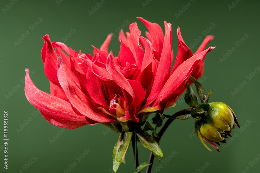 Obraz premium Crimson Dahlia flower on a green background