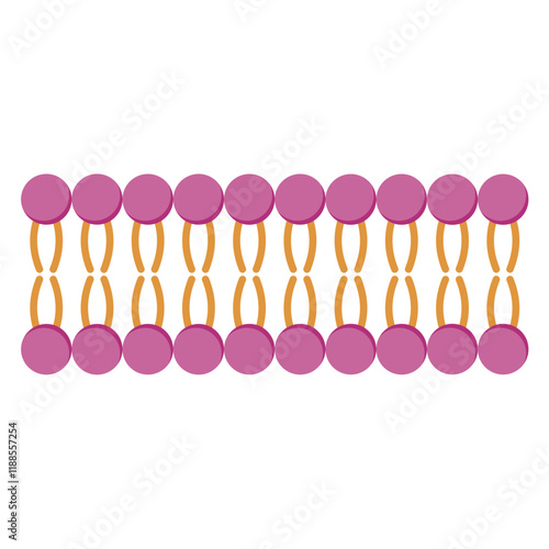 Micelle Structure, Soap Molecule, Micelle Formation. Vector illustration.