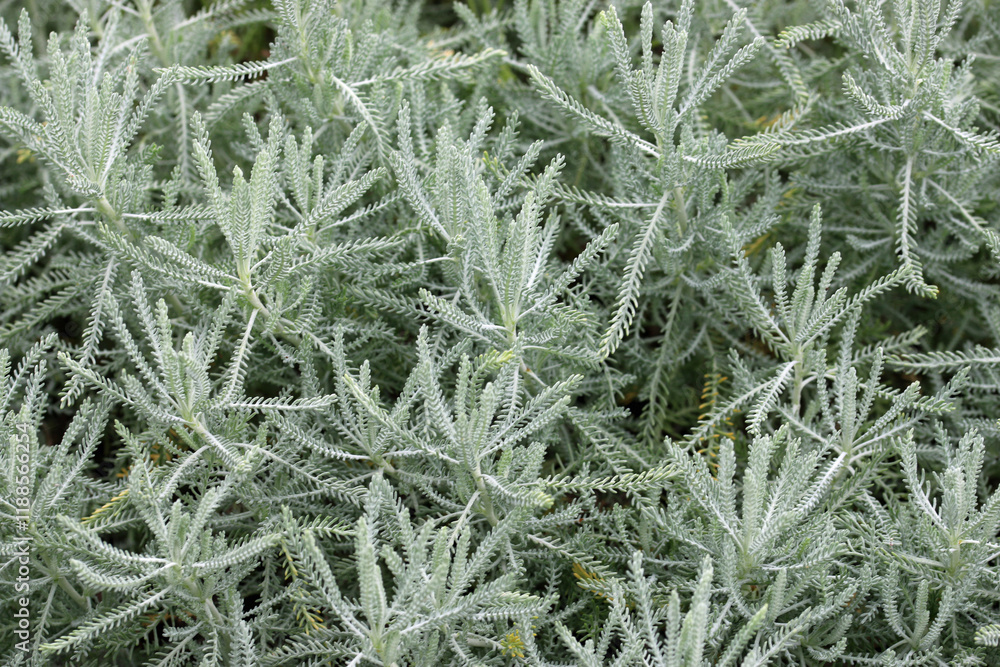 Cotton lavender leaves in close up Cotton lavender leaves in close up
