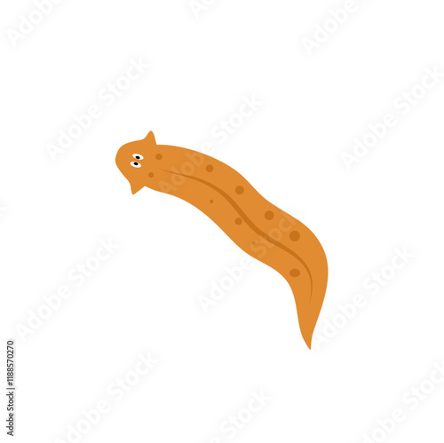 Planarian flatworms  photo