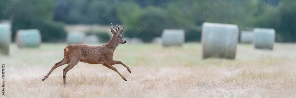 Obraz premium Roe deer buck running in a field among bales of hay. Capreolus capreolus, Sologne, Loiret 45, région Centre-Val-de-Loire, France, European Union, Europe