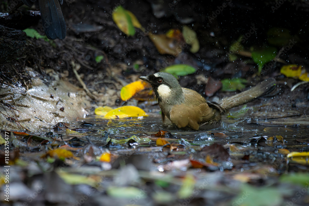 Bird in tropical rain forest wildlife photography Bird in tropical rain forest wildlife photography