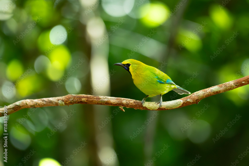 Fototapeta premium Bird in tropical rain forest wildlife photography