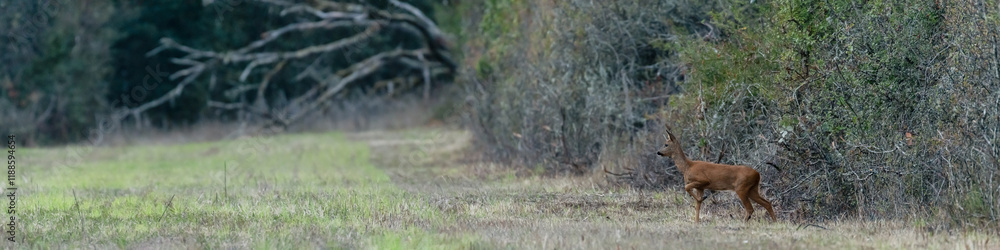 Fototapeta premium Young roe deer doe on the lookout at the edge of a clearing at dusk. Capreolus capreolus, Sologne, Loiret 45, région Centre-Val-de-Loire, France, European Union, Europe