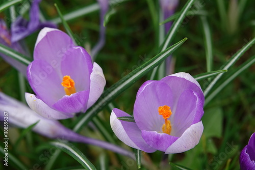 purple crocus flowers in spring