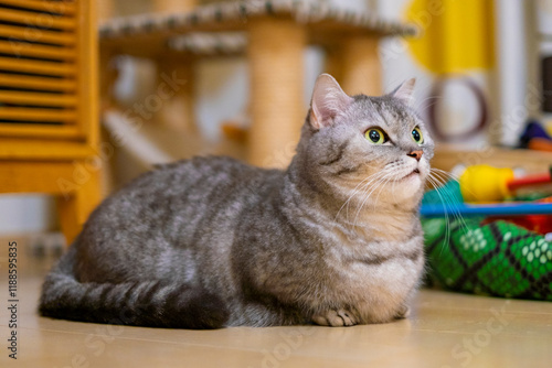 Fotografie マンチカン_猫_短足