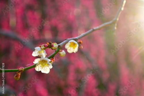 田上梅林公園（新潟県） photo