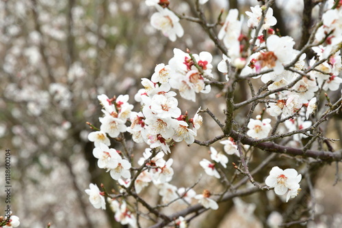 田上梅林公園（新潟県） photo