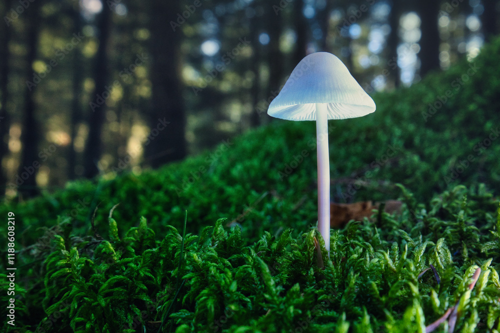 mushroom in the grass