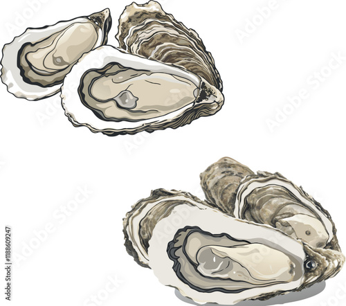 Fresh oysters showing nutritious and tasty meat inside shell