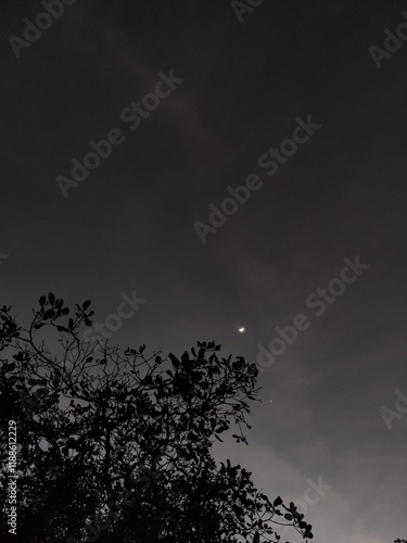 tree and moon in the night