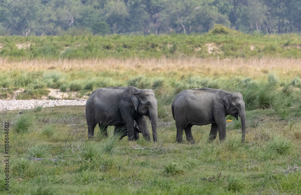 Asiatic elephant (Elephas maximus) standing in the grassland at corbett forest. Asiatic elephant (Elephas maximus) standing in the grassland at corbett forest.