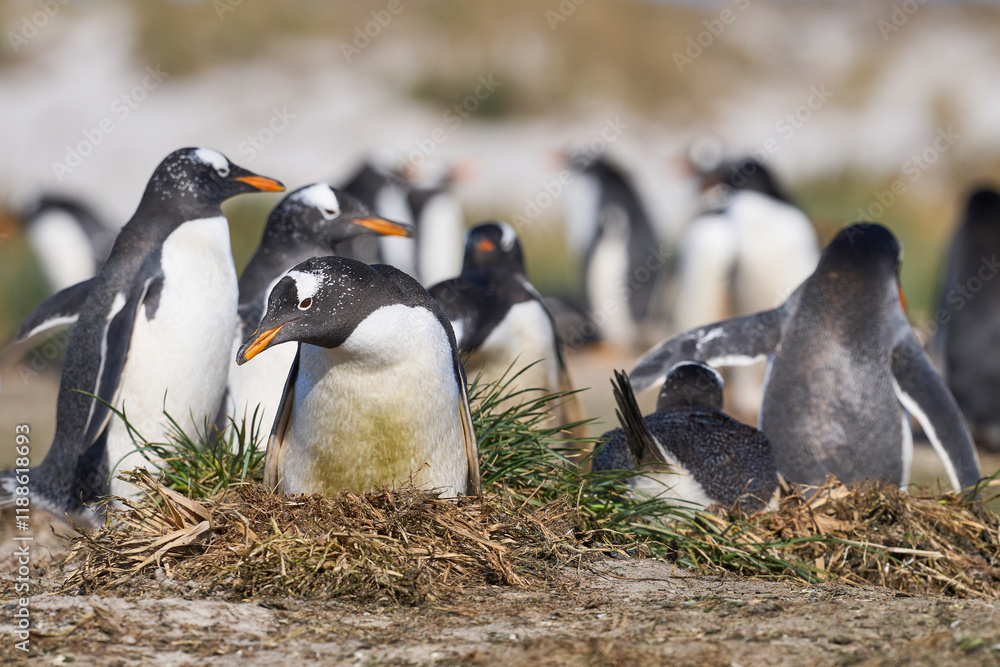Obraz premium Gentoo Penguin (Pygoscelis papua) colony on Sea Lion Island in the Falkland Islands.