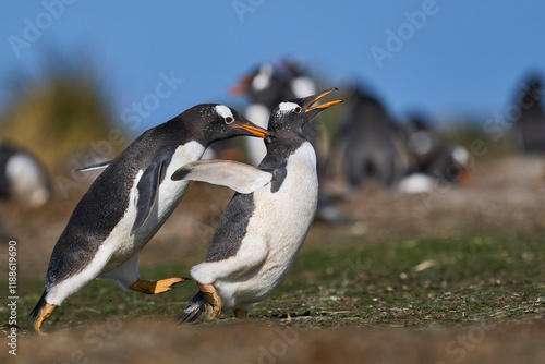 Gentoo Penguins (Pygoscelis papua) squabbling during the breeding season on Sea Lion Island in the Falkland Islands. photo