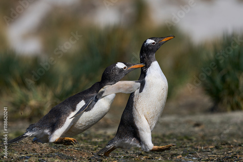 Gentoo Penguins (Pygoscelis papua) squabbling during the breeding season on Sea Lion Island in the Falkland Islands. photo