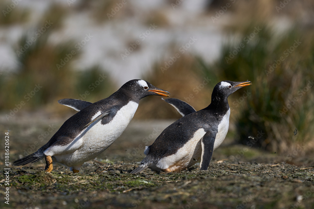 Fototapeta premium Gentoo Penguins (Pygoscelis papua) squabbling during the breeding season on Sea Lion Island in the Falkland Islands.