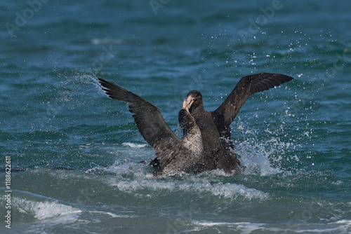 Southern Giant Petrels (Macronectes giganteus) squabbling in the waves along the coast of Sea Lion Island in the Falkland Islands.