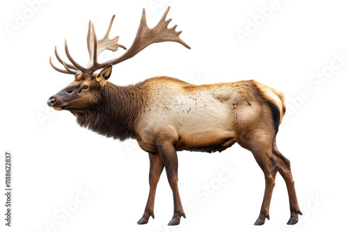 Wallpaper Mural Majestic Elk Isolated on transparent Background for Creative Projects Torontodigital.ca