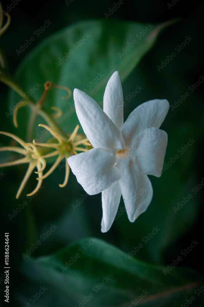 Fototapeta premium Natureza 