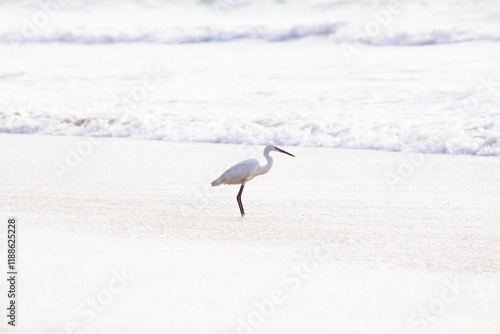 Egret wading in the surf