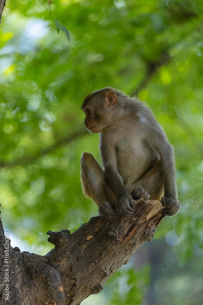 Rhesus macaque (Macaca mulatta) or Indian Monkey in forest with cub. Rhesus macaque (Macaca mulatta) or Indian Monkey in forest with cub.