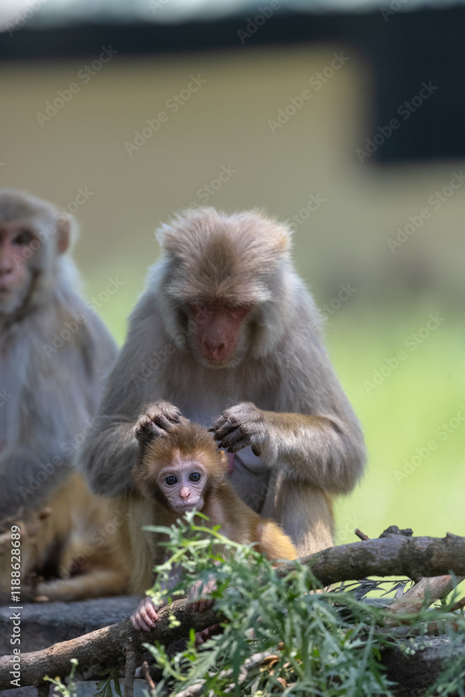 Naklejka premium Rhesus macaque (Macaca mulatta) or Indian Monkey in forest with cub.