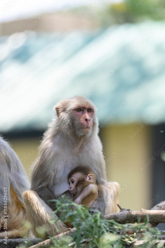 Rhesus macaque (Macaca mulatta) or Indian Monkey in forest with cub. Rhesus macaque (Macaca mulatta) or Indian Monkey in forest with cub.