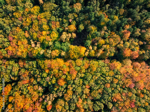 Top down view of forest in ...