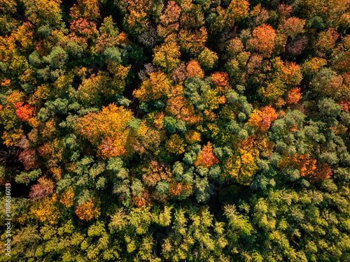 Top down view of autumn for...