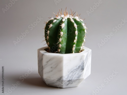 Showcase of fish hook cactus in elegant marble hexagon pot - indoor modern minimalism photo