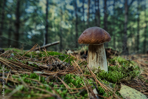 boletus edulis mushroom photo