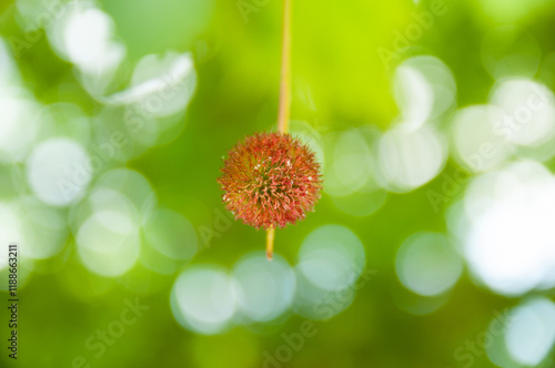 A sycamore seed in the forest of Lake Zirou Preveza Greece